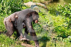 Female Chimpanzee walking with baby