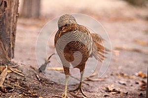 Female Chinese Golden Pheasant Chrysolophus pictus