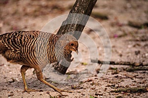 Female Chinese Golden Pheasant Chrysolophus pictus