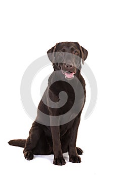 Female chocolate brown labrador retriever dog sitting with its m