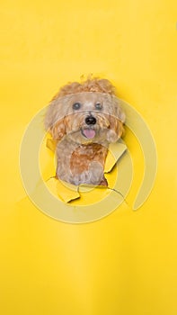 a female chocolate small puppy poodle dog photoshoot studio pet photography with concept breaking yellow paper head through it