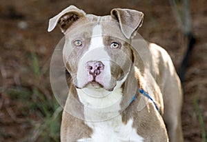 Female chocolate and white American Pitbull Terrier dog outside on leash. Dog rescue pet adoption photography for humane society photo