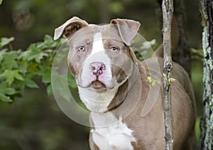 Female chocolate and white American Pitbull Terrier dog outside on leash. Dog rescue pet adoption photography for humane society photo