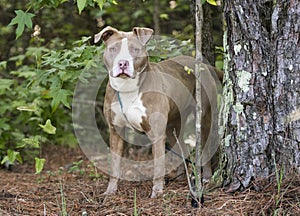Female chocolate and white American Pitbull Terrier dog outside on leash. Dog rescue pet adoption photography for humane society photo
