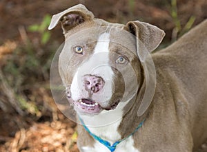 Happy chocolate and white American Pitbull Terrier dog outside on leash. Dog rescue pet adoption photography for humane society photo
