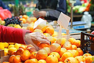 Female choosing the best orange at the green market or farmer`s market.