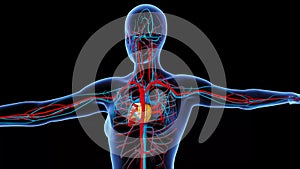 Female circulatory system anatomy 3d