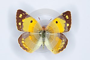 Female of Clouded yellow, Colias croceus butterfly photo