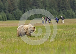 Female Coastal Brown Bear and Photographers