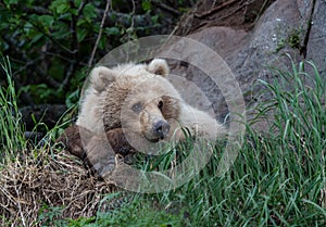 Female coastal brown bear resting in the grass