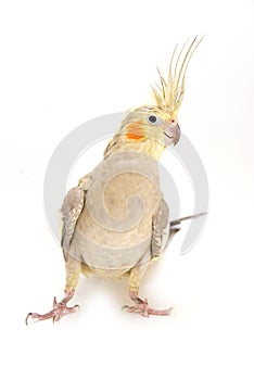 Female Cockatiel
