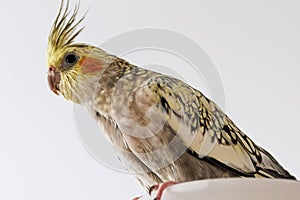 Female Cockatiel bird aka Nymphicus hollandicus