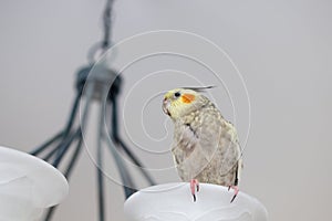 Female Cockatiel bird aka Nymphicus hollandicus