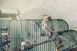 Female Cockatiel bird aka Nymphicus hollandicus