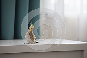 Female Cockatiel bird aka Nymphicus hollandicus