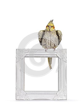 Female Cockatiel bird on transparent background