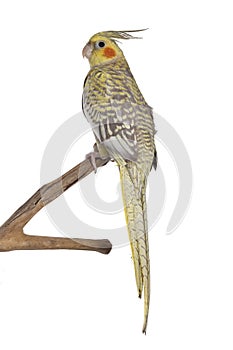 Female Cockatiel bird on transparent background