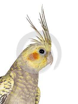 Female Cockatiel bird on transparent background