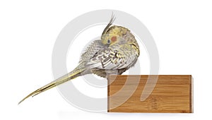 Female Cockatiel bird on white background