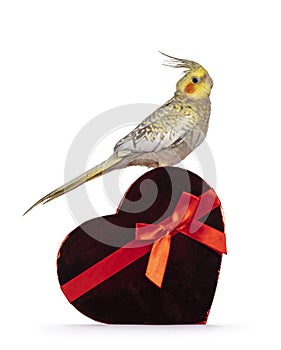 Female Cockatiel bird on white background