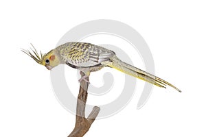 Female Cockatiel bird on white background