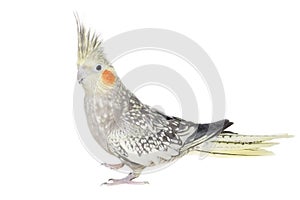 Female Cockatiel Isolated on White