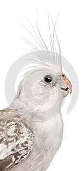 Female Cockatiel, Nymphicus hollandicus