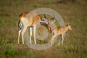 Female Coke hartebeest nuzzles baby in savannah