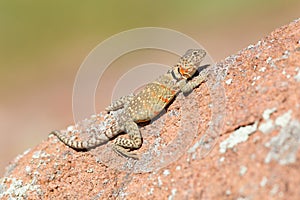 Female Collared Lizard