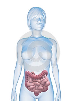 Female colon and intestines