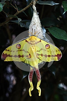 A female comet butterfly Argema mittrei is a yellow-red butterfly from Madagascar