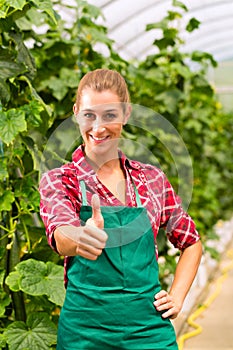 Female commercial gardener in green house