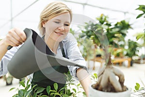 Female commercial gardener in market gardening or nursery with green apron watering plants