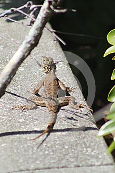 A female common agama or agama agama lizard