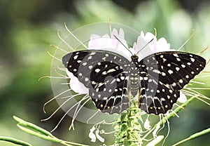 Female Common Archduke butterfly resting on flower photo