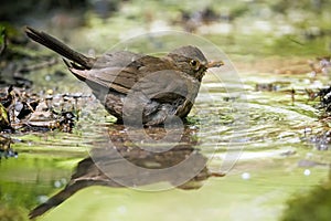 Female Common Blackbird Turdus merula bathing in waterhole