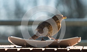 Female common blackbird Turdus merula eating from a plate on a balcony. Concept of animal welfare, protection of native species