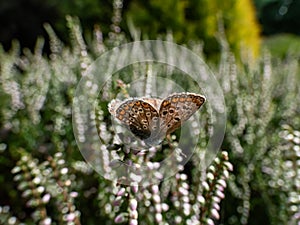 Female common blue butterfly or European common blue (Polyommatus icarus) with visible underside of wings on