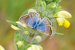 The female common blue butterfly open wings