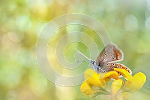 Female common blue butterfly (Polyommatus icarus).