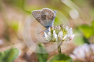 Female Common Blue butterfly Polyommatus icarus pollinating closeup