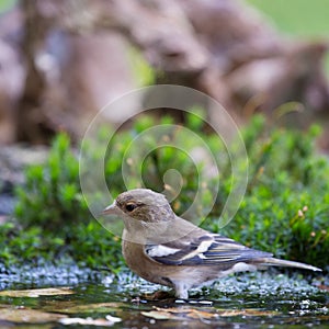 Female common chaffinch
