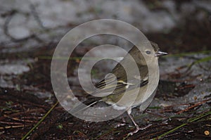 Female common chaffinch