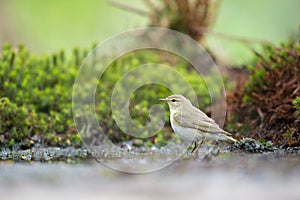 Female common chaffinch