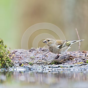 Female common chaffinch