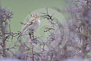 Female Common chaffinch photo