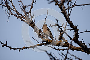 A female common chaffinch perched on a tree branch in Madrid