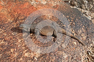 Female Common Chuckwalla Lizard Sauromalus ater on granite boulder