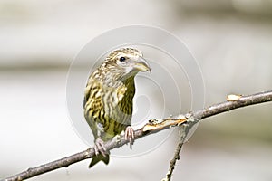 Female Common Crossbill