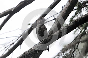 Female common crossbill, Loxia curvirostra, in a spruce tree